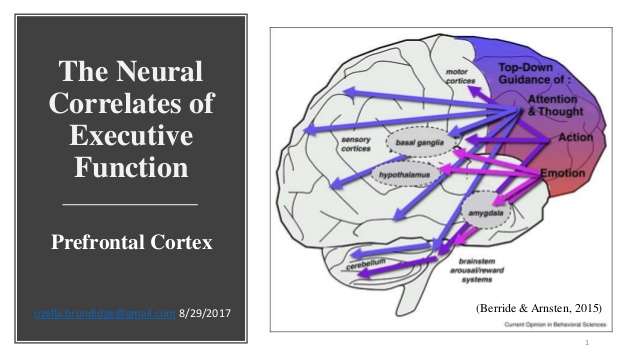 Executive functions brain area